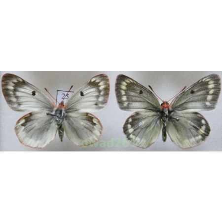 Colias phicomone (Esper, 1780) pair Austria25